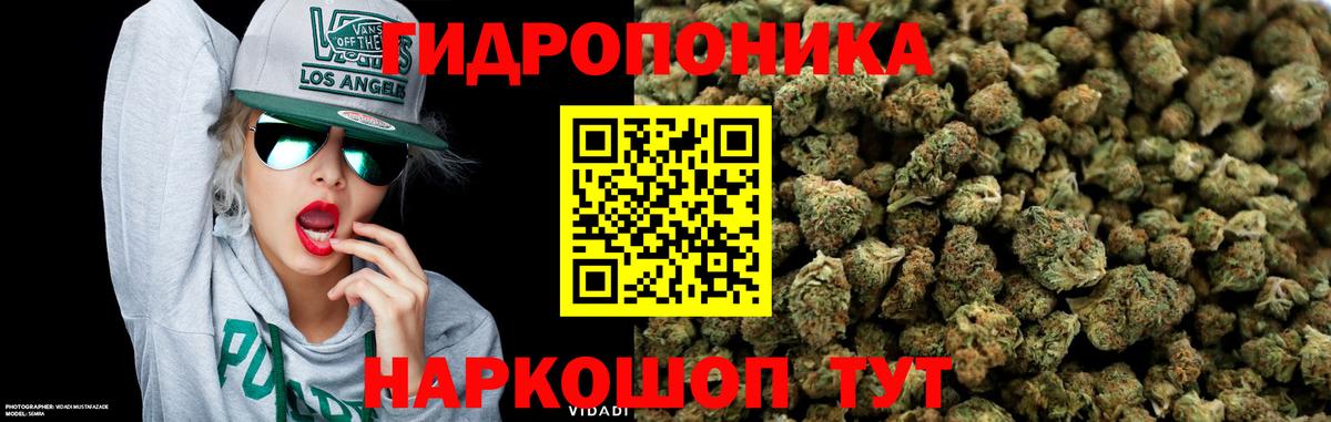 Каннабис конопля  Конопля сатива  Вход с VPN  Сальск  Шишки марихуана сатива  Бошки Шишки планчик 